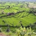 rice_tal_h_0083_bal4337.jpg